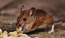 24 Hour & Emergency Exterminators in Bayshore, NY